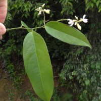 Xanthophyllum zeylanicum Meijden